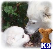 American Eskimo Dog Puppies